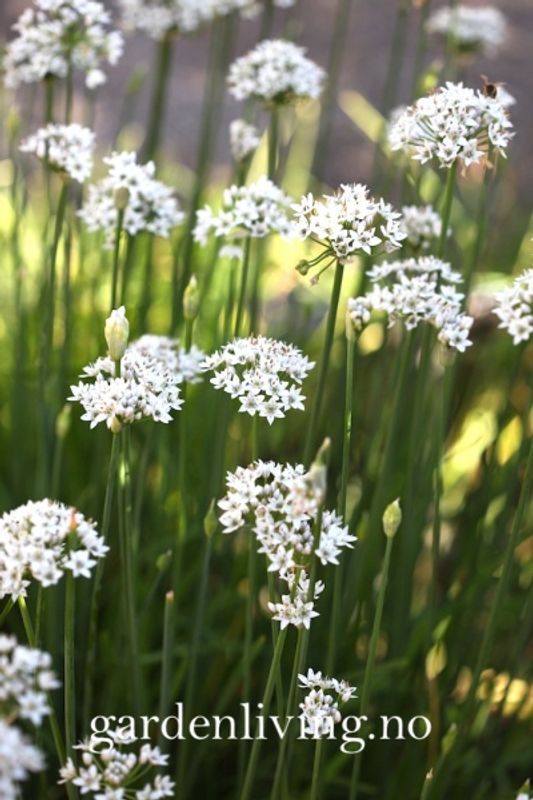 Kinesisk gressløk - Allium tuberosum
