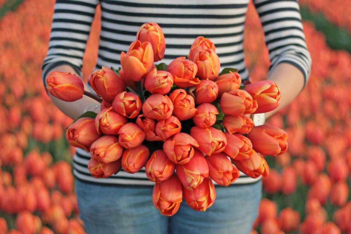Tulipan 'Triple A', darwinhybrid - 10 stk