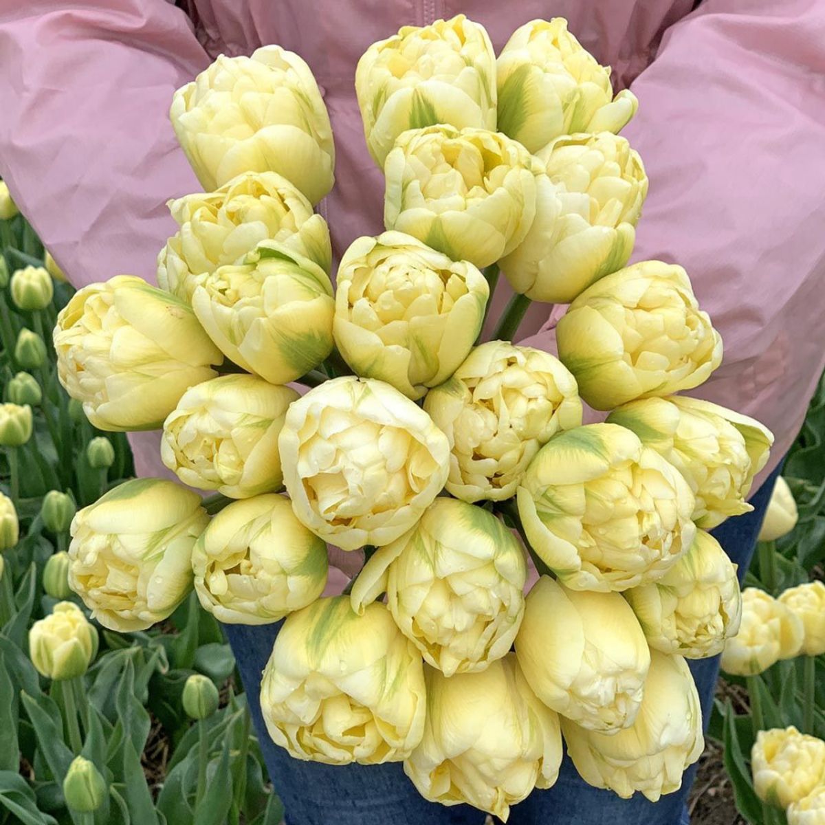 Tulipan 'Yukon', Sen Dobbel - 10 stk