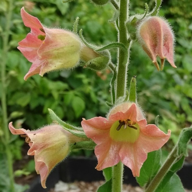 Prydtobakk 'Peach Screamer’ - Nicotiana glutinosa
