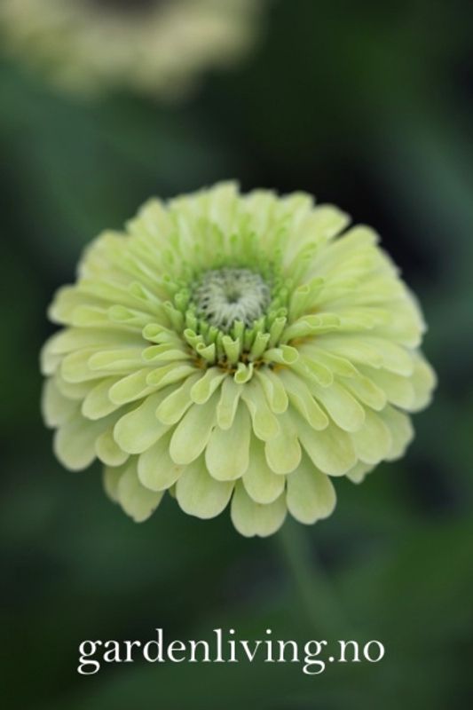 Sinnia 'Envy' - Zinnia elegans