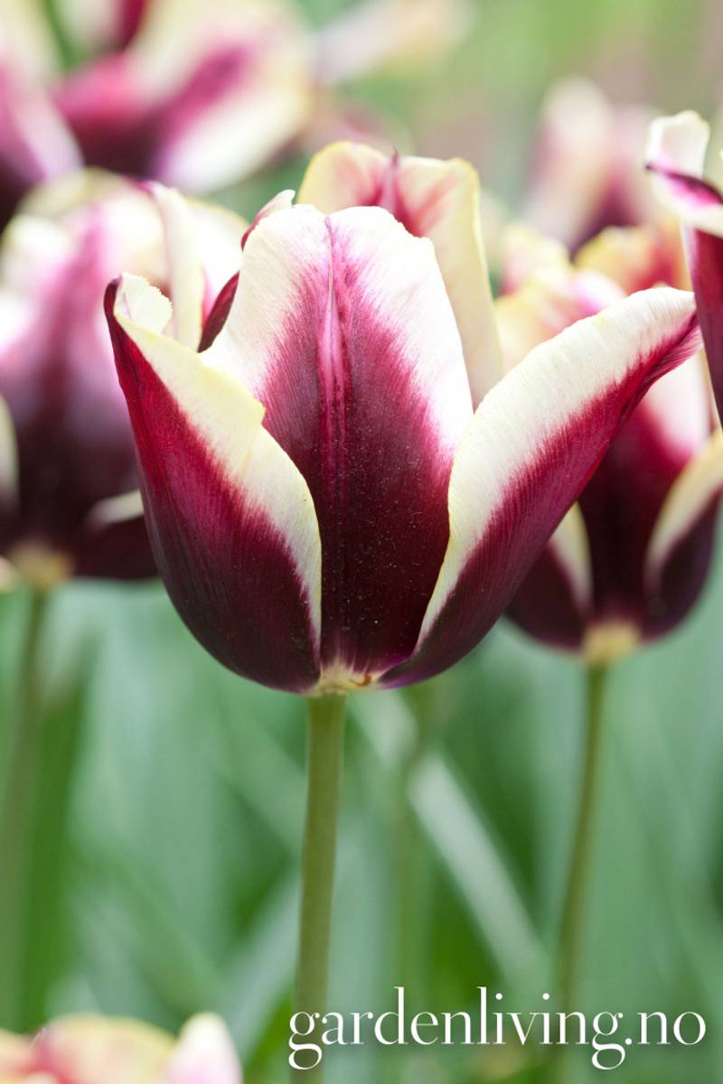 Tulipan 'Gavota', triumphtulipan - 10 stk
