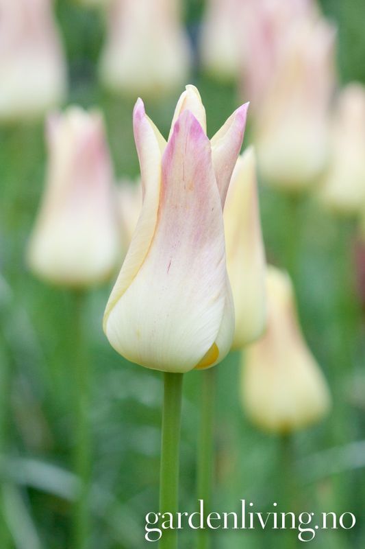 Tulipan 'Elegant Lady', liljeblomstrende - 8 stk