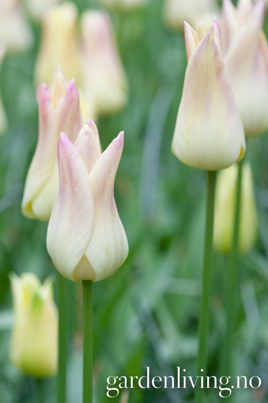 Tulipan 'Elegant Lady', liljeblomstrende - 8 stk