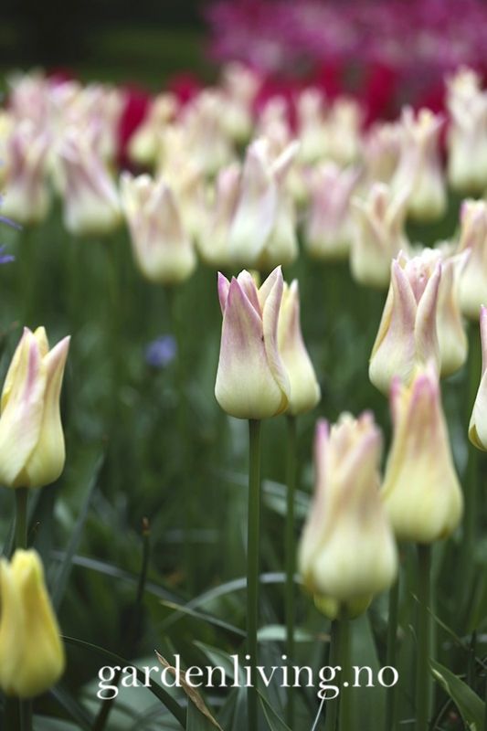 Tulipan 'Elegant Lady', liljeblomstrende - 8 stk