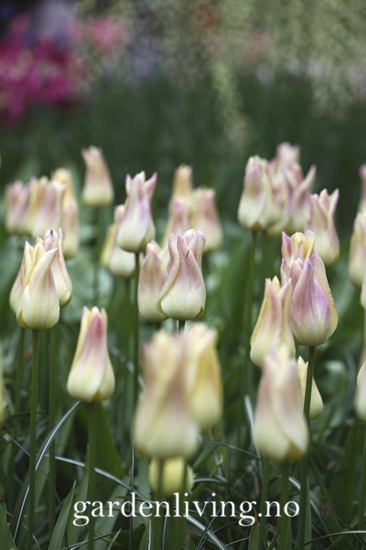 Tulipan 'Elegant Lady', liljeblomstrende - 8 stk