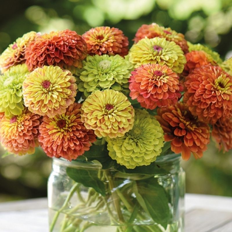 Sinnia 'Queen Lime Mixed' - Zinnia elegans