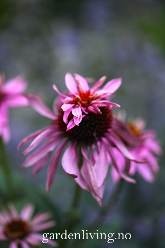 Purpursolhatt 'Doubledecker' - Echinacea purpurea