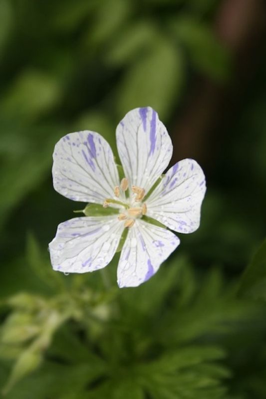 Engstorkenebb 'Splish Splash' - Geranium pratense
