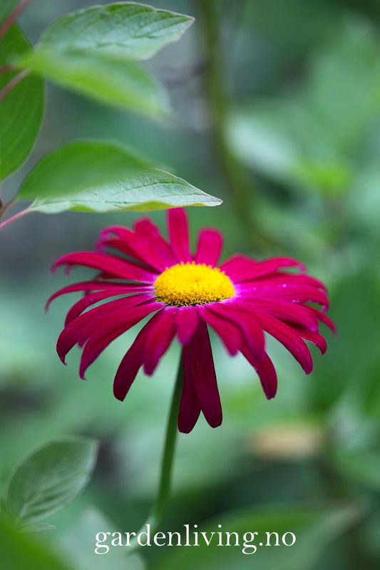 Rosekrage 'Robinson's red' - Tanacetum coccineum