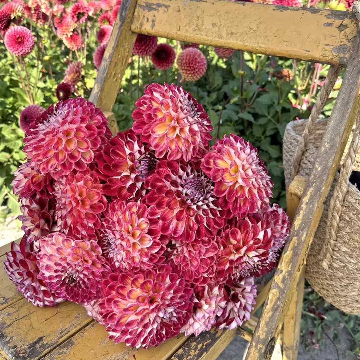 Georgine 'Jowey Joshua - Dahlia x cultorum, 1 stk.