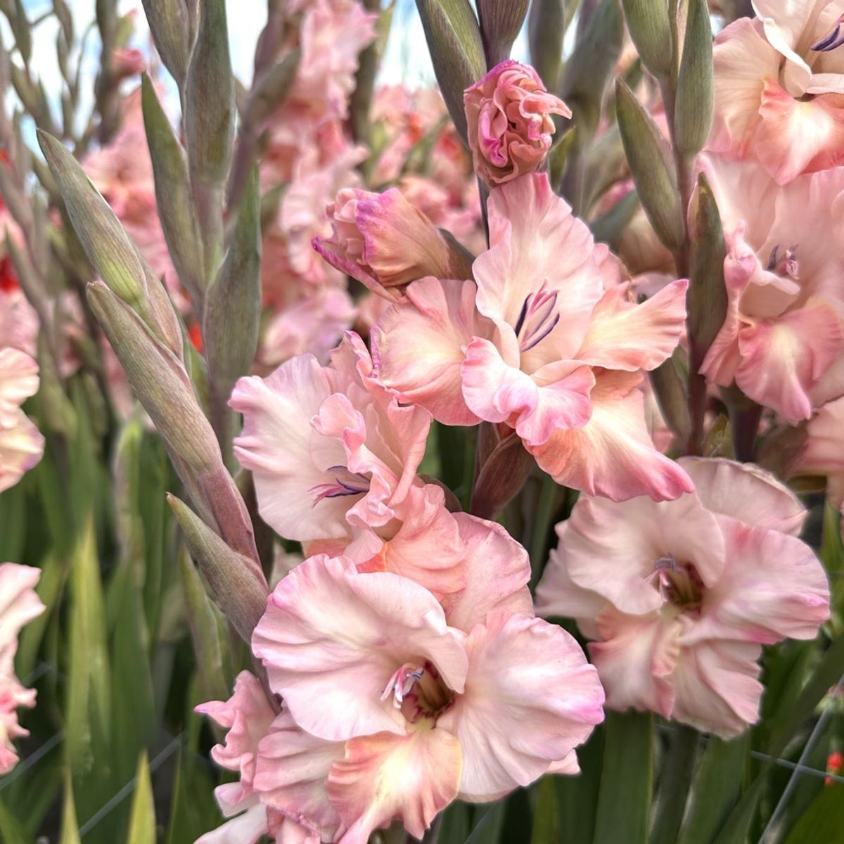 Gladiol 'Cherry Candy' - Gladiolus, 10 stk.