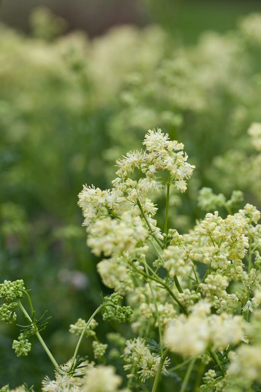 Thalictrum lucidum