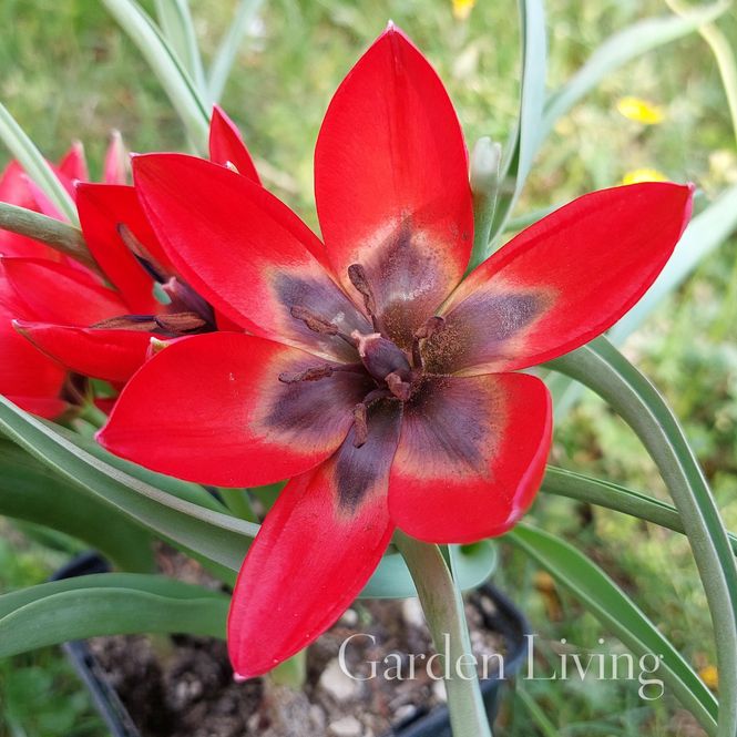 Hovedbilde Villtulipan 'Lizzy' - Tulipa orphanidea  - 10 stk