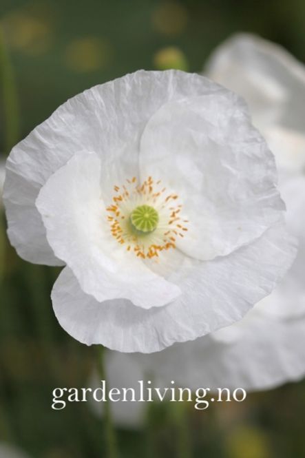 Hovedbilde Kornvalmue 'Bridal Silk' - Papaver rhoeas