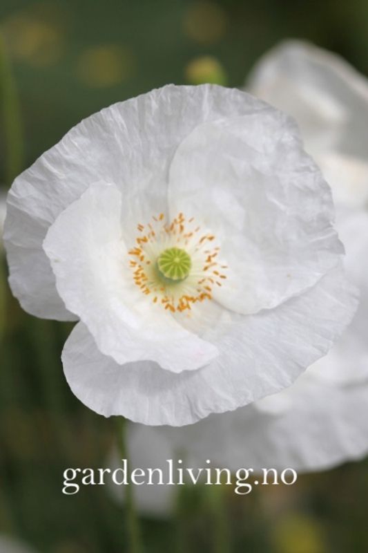 Kornvalmue 'Bridal Silk' - Papaver rhoeas