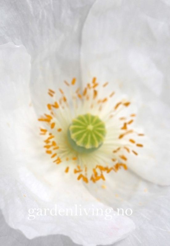 Kornvalmue 'Bridal Silk' - Papaver rhoeas