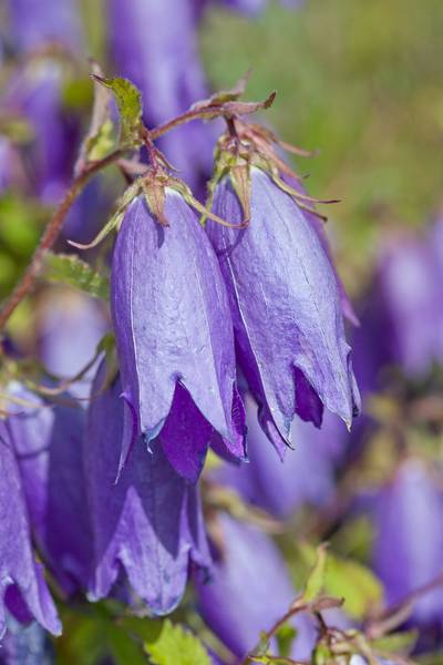 Hovedbilde Klokke 'Sarastro' - Campanula 