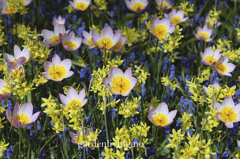 Tulipa saxatilis subsp. bakeri 'Lilac Wonder' - 15 stk