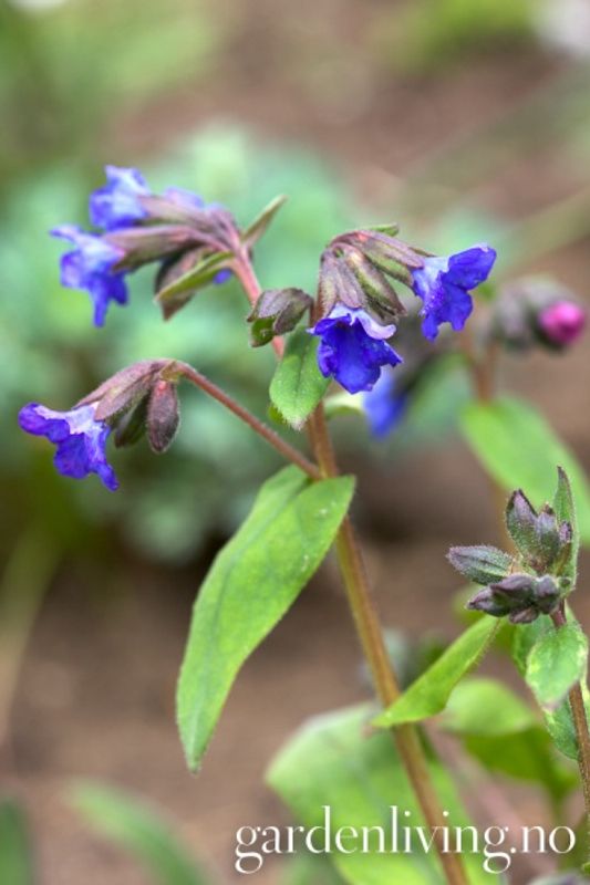 Smalbladlungeurt ’Azurea’ - Pulmonaria angustifolia