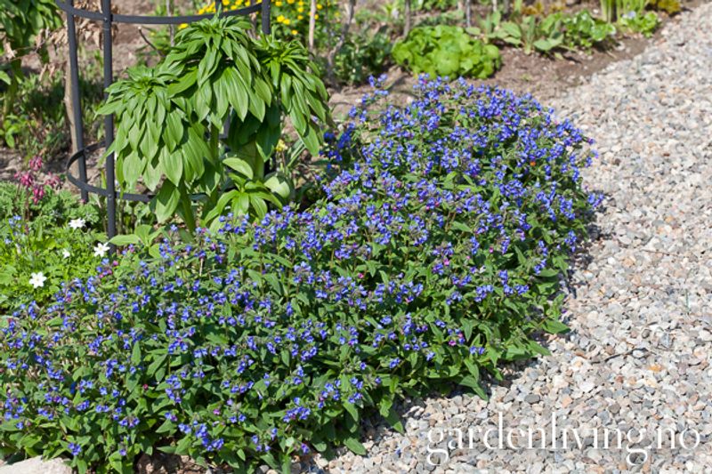 Smalbladlungeurt ’Azurea’ - Pulmonaria angustifolia