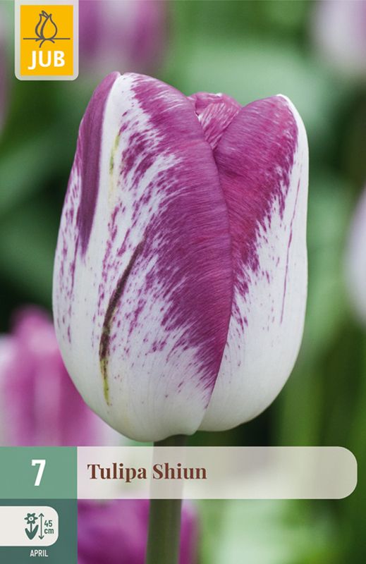 Tulipan 'Shiun', Triumphtulipan - 7 stk