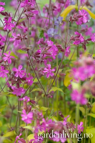 Hovedbilde Rød jonsokblom 'Ray's Golden Campion''- Silene dioica