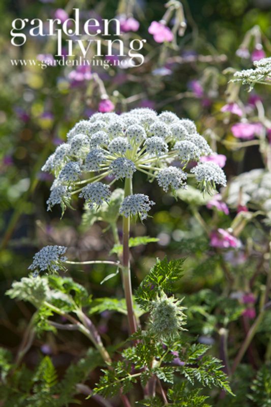 Selinum wallichianum