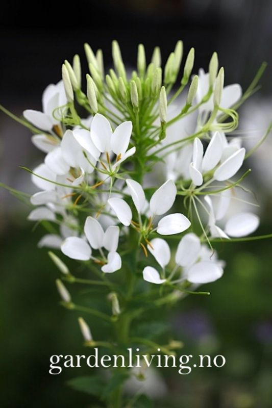 Paradisspinner 'Colour Fountain Mixed' - Cleome spinosa