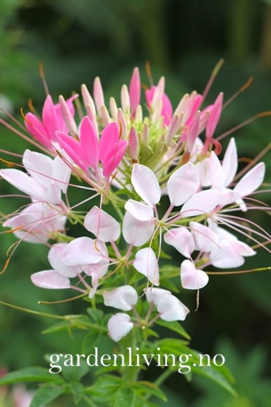 Paradisspinner 'Colour Fountain Mixed' - Cleome spinosa