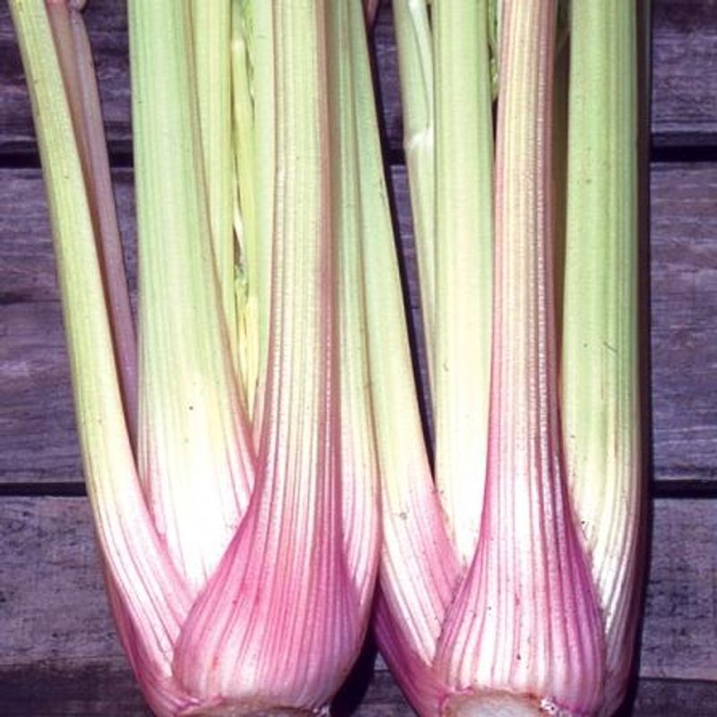 Stilkselleri 'Blush' - Apium graveolens