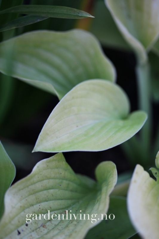 Hosta 'August Moon'