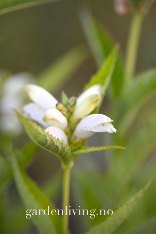 Duehode 'Alba' - Chelone obliqua