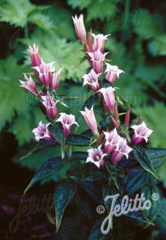 Skogsøte 'Pink Swallow' - Gentiana asclepiadea 