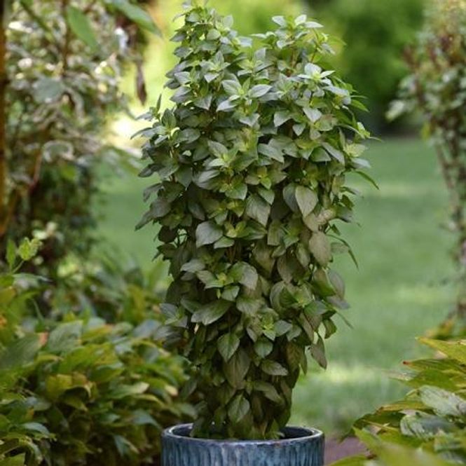 Hovedbilde Basilikum 'Thai Tower' - Ocimum basilicum