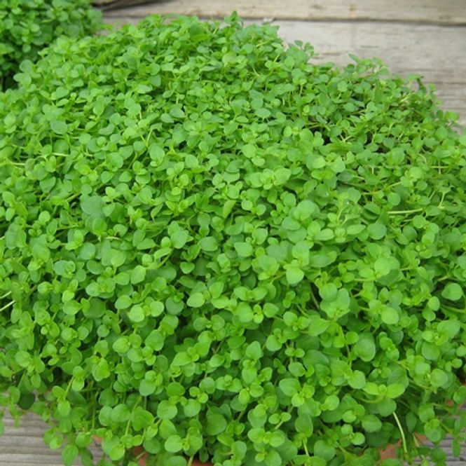 Hovedbilde Korsikamynte - Mentha requenii