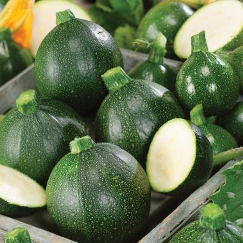 Squash 'Eight Ball' F1 - Cucurbita pepo