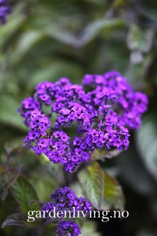 Duftheliotrop ’Dwarf Marine' - Heliotropium arborescens