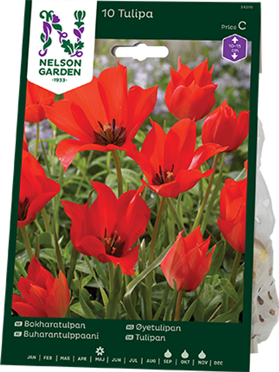 Lintulipan - Tulipa linifolia - 10 stk