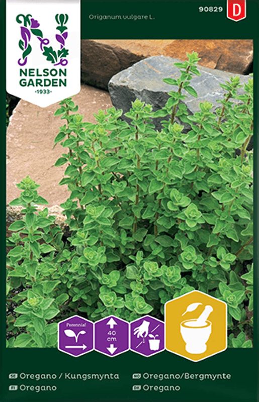 Oregano - Origanum vulgare