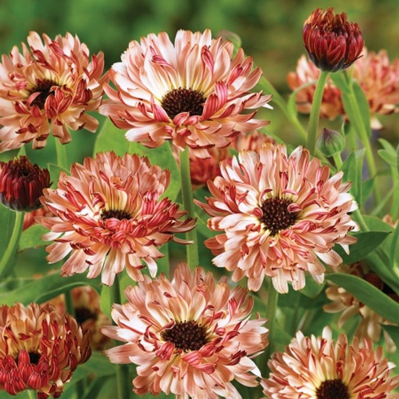 Ringblomst 'Sherbet Fizz' - Calendula officinalis