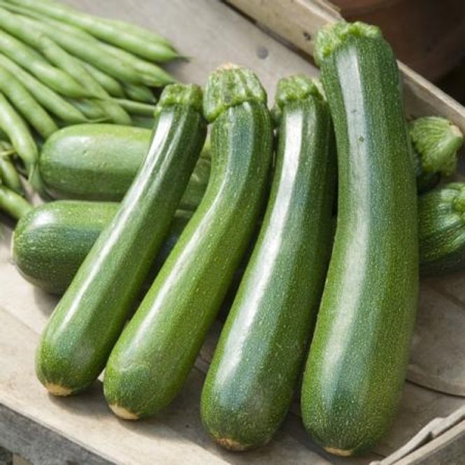 Hovedbilde Squash 'Black Forest' F1 - Cucurbita pepo
