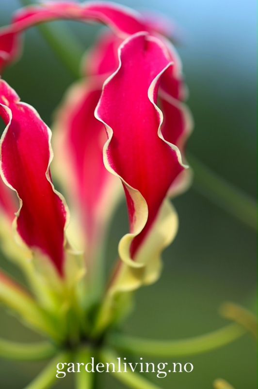 Klatrelilje 'Rothchildiana' - Gloriosa superba, 1 stk.