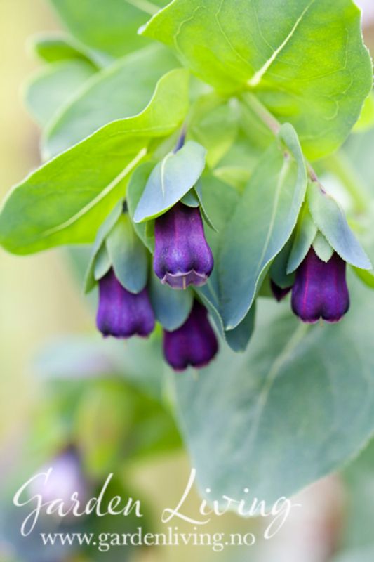 Storvoksurt ’Purpurascens’ - Cerinthe major 