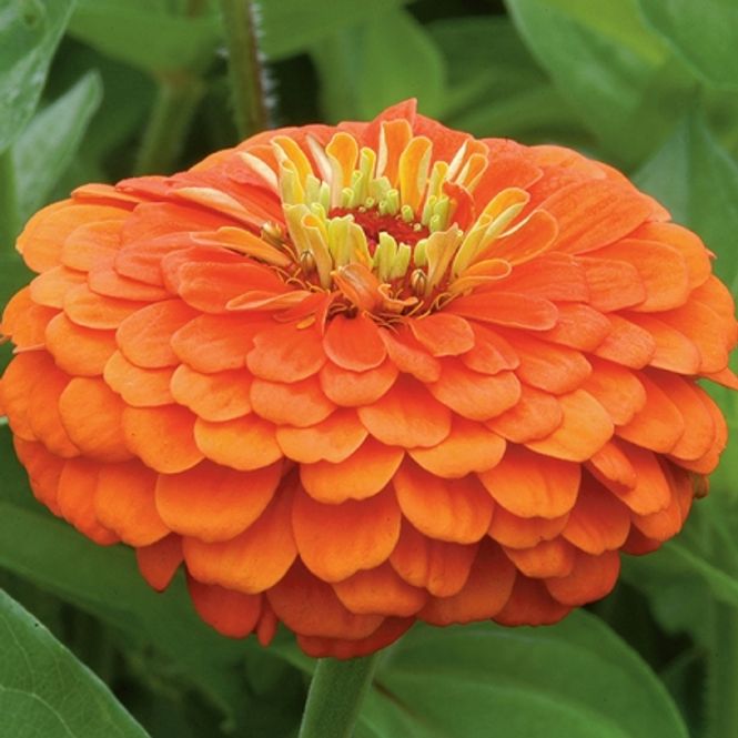 Hovedbilde Sinnia 'Benary's Giant Florist Orange' - Zinnia elegans