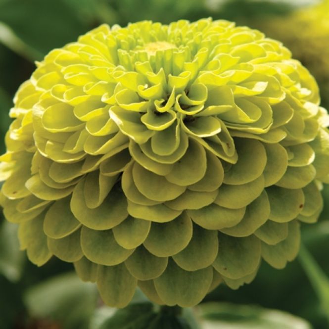 Hovedbilde Sinnia 'Benary's Giant Florist Lime' - Zinnia elegans