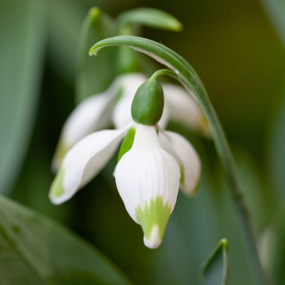 Snøklokke 'Green Brush' - Galanthus - 1 stk