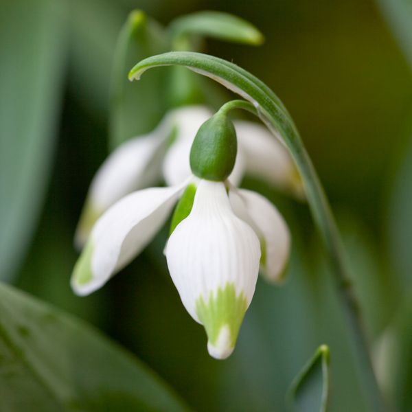 Hovedbilde Snøklokke 'Green Brush' - Galanthus - 1 stk
