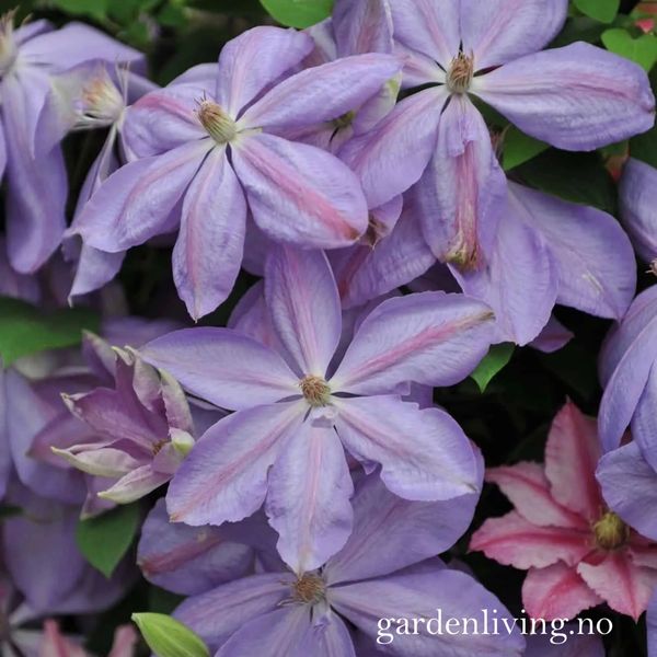Hovedbilde Klematis 'Mrs Cholmondeley' - Clematis