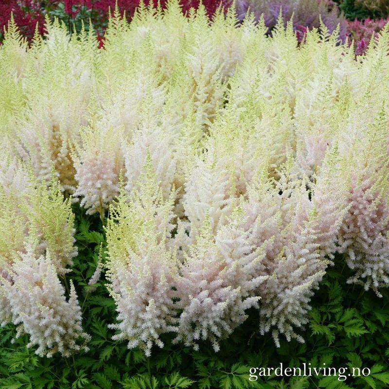 Kinaspir 'Milk and Honey' - Astilbe chinensis 